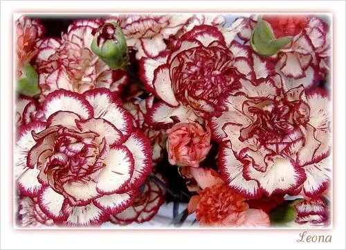 Flickriver: Most interesting photos tagged with claveles