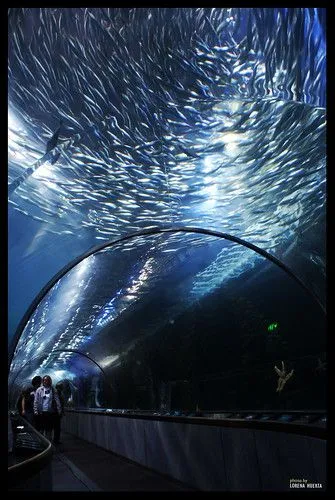 Flickriver: Most interesting photos tagged with mantarraya Flickriver: Most interesting photos tagged with mantarraya