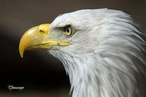 Flickriver: Photoset 'Aves rapaces' by TFNnaranjo