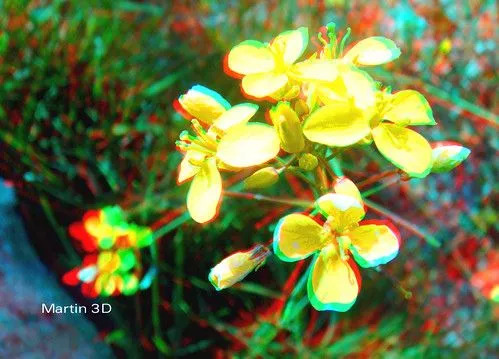 Flickriver: Photoset 'FLORES 3D' by Martin 3D Flickriver: Photoset 'FLORES 3D' by Martin 3D