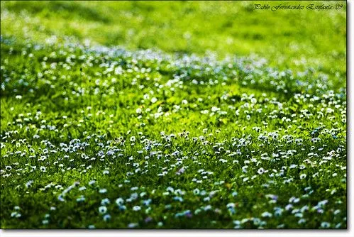 Flickriver: Photoset 'Plantas/Flores/Naturaleza' by _Hadock_