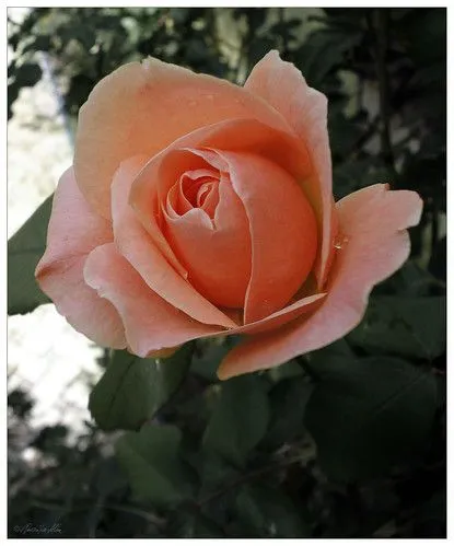 Flickriver: "GALBA"'s photos tagged with rosa Flickriver: "GALBA"'s photos tagged with rosa