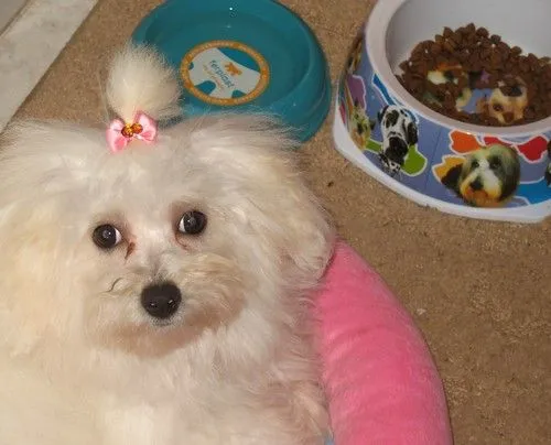 Flickriver: Random photos from Dogs of the world / Perros del ...