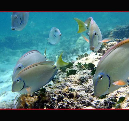 Flickriver: Random photos from Fish - 3 a day! pool Flickriver: Random photos from Fish - 3 a day! pool
