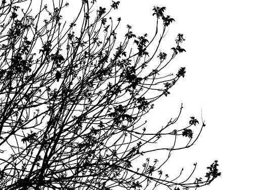 Flickriver: seedalri's photos tagged with siluetas