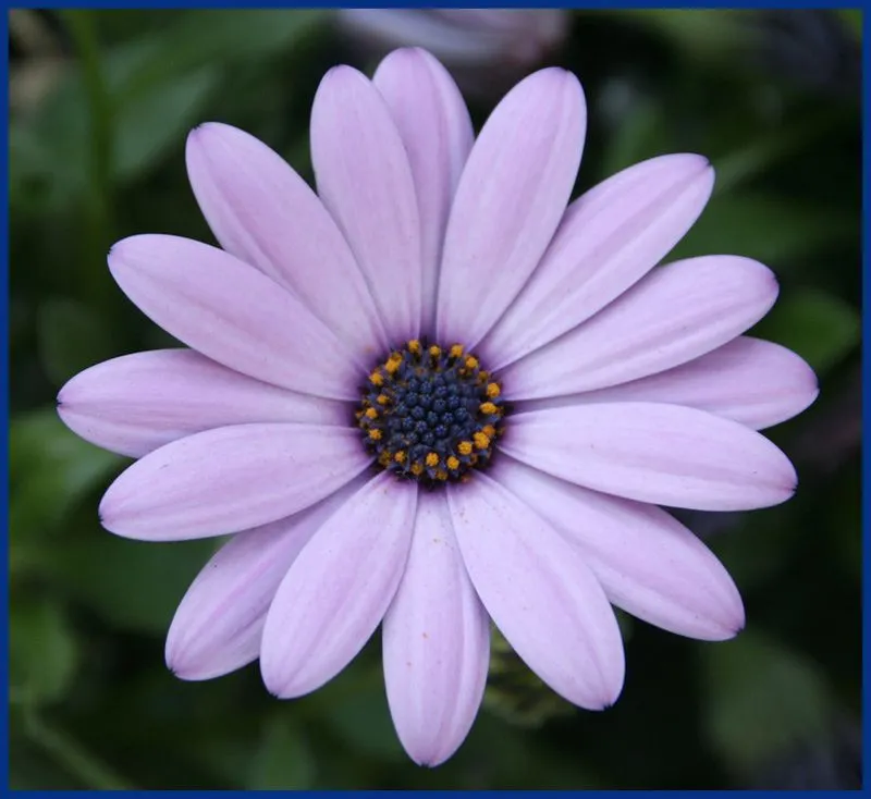 UNA FLOR ME DIJO UN DIA