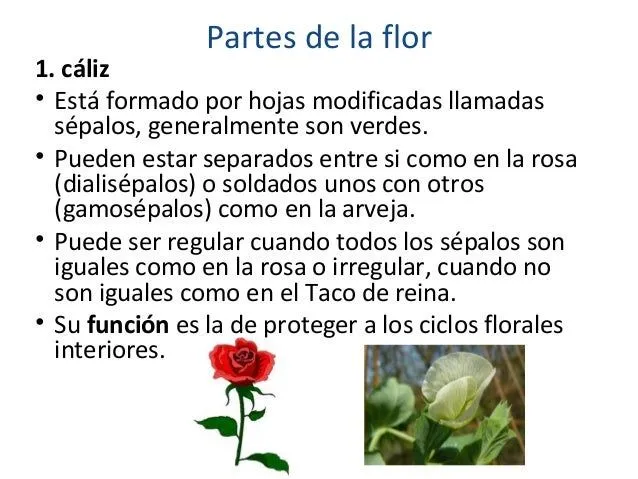 la flor parte 1