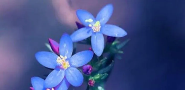 Flor 3D HD Live Wallpaper Android - Baixar Flor 3D HD Live ...