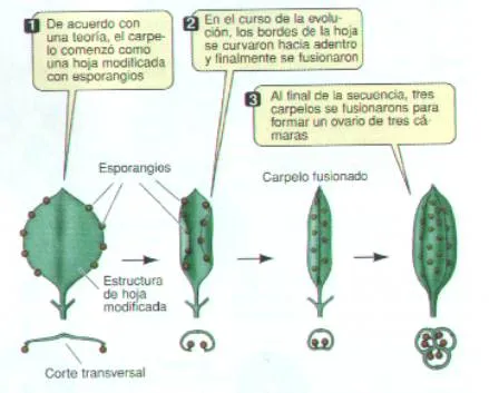 Flor