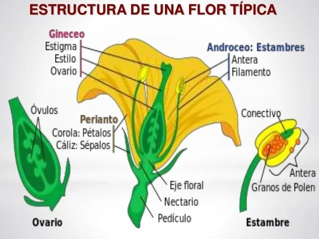 flor-6-638.jpg?cb=1432714403