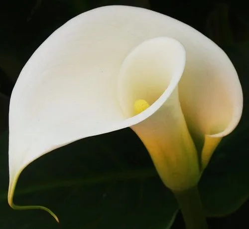 Alcatraz / Cala Lily VIII | Flickr - Photo Sharing! Alcatraz / Cala Lily VIII | Flickr - Photo Sharing!