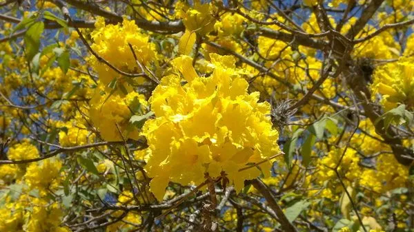 Flor de Araguaney, Árbol Nacional de Venezuela. Foto recortada con ...