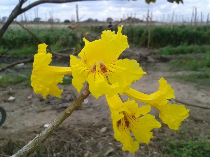 Flor de Araguaney. Fotos de Venezuela