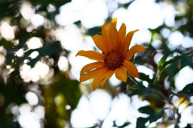 Flor Brillante / Shiny Flower | Flickr - Photo Sharing!
