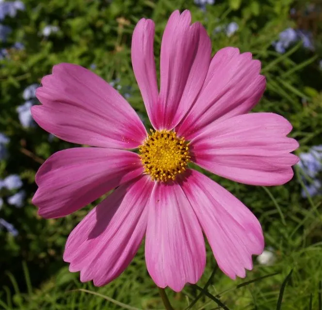 es lo mismo que una flor caiga a que una persona muera porque la flor ... es lo mismo que una flor caiga a que una persona muera porque la flor ...