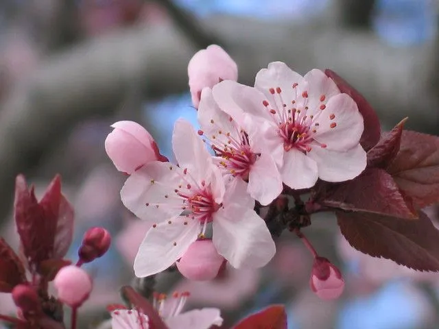 flor de cerezo arbol de cerezo en flor cherry tree blooming flor de cerezo arbol de cerezo en flor cherry tree blooming