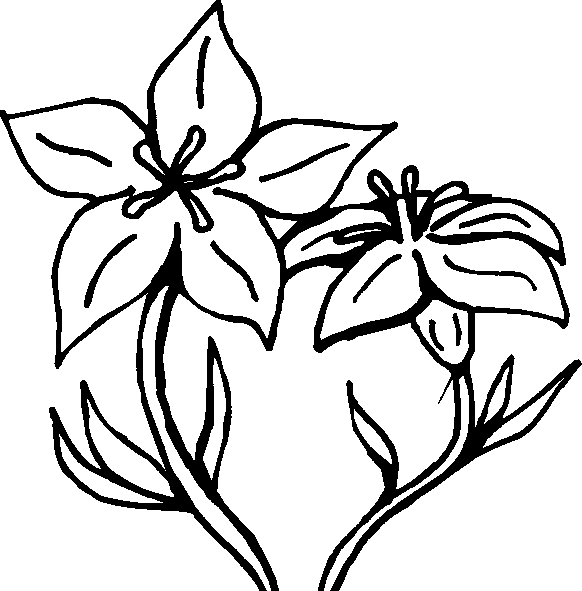 flor nacional de honduras Colouring Pages (page 2)