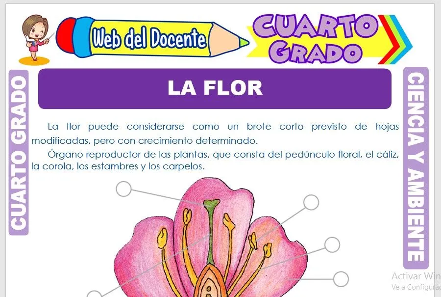 La Flor para Cuarto Grado de Primaria – Web del Docente La Flor para Cuarto Grado de Primaria – Web del Docente