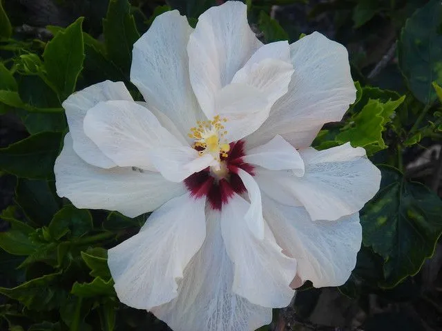 LA FLOR DE LA CUCARDA | Flickr - Photo Sharing! LA FLOR DE LA CUCARDA | Flickr - Photo Sharing!