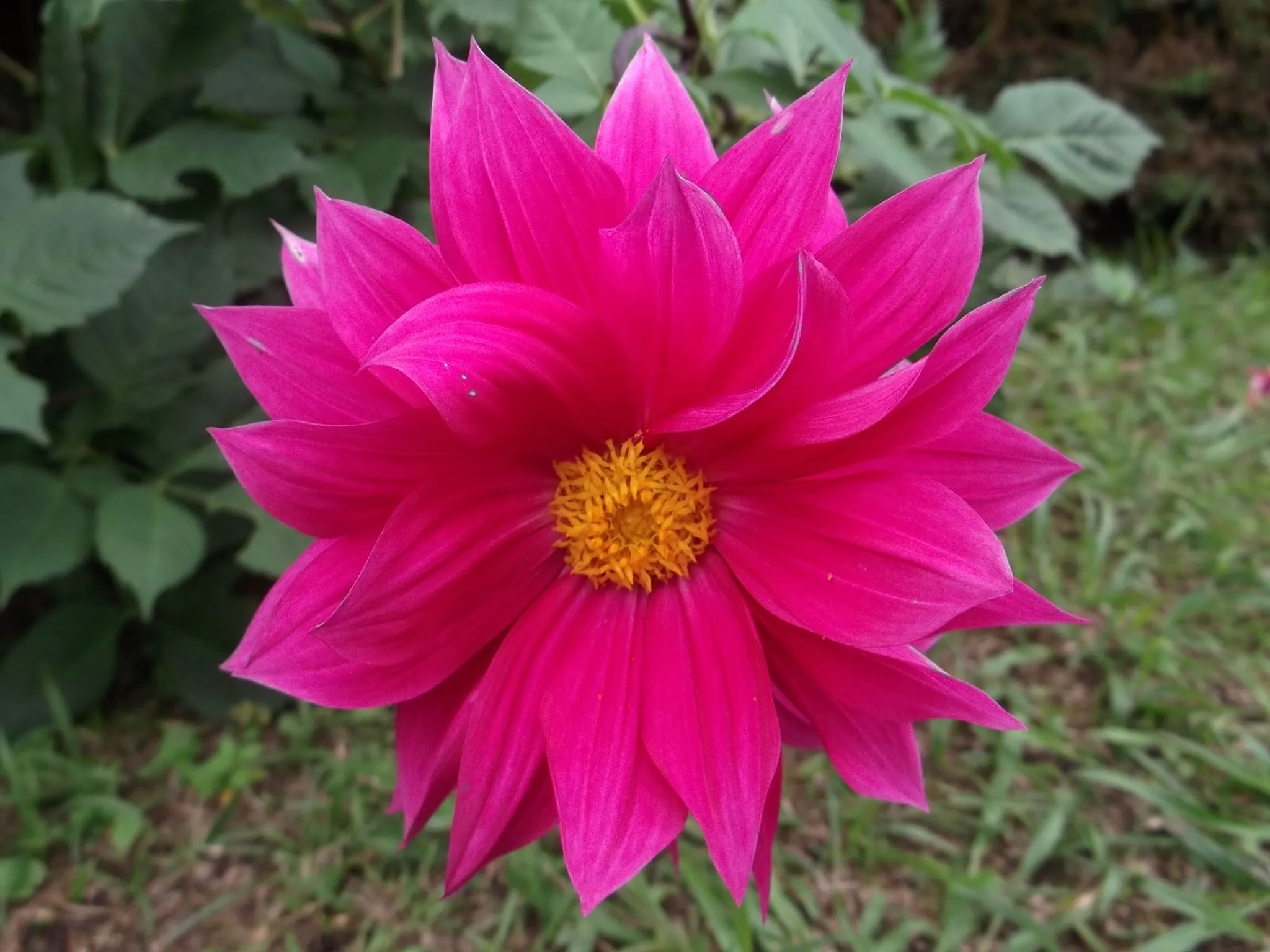Flor Dalia | Photography Art Plus