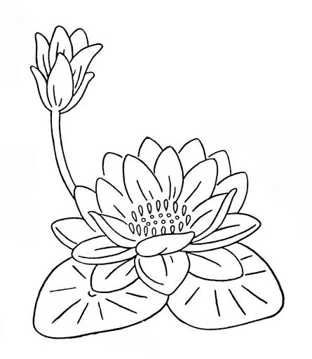 flor-de-loto-e-lili-para- ...