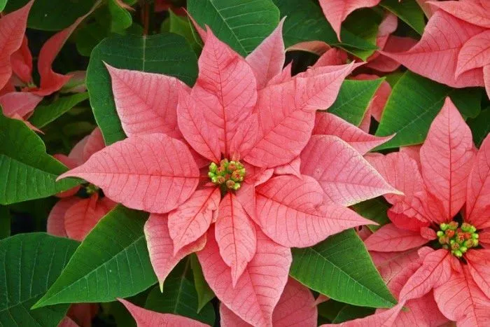 Flor-de-Nochebuena.jpg