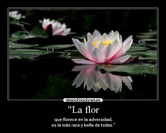 La flor | Desmotivaciones