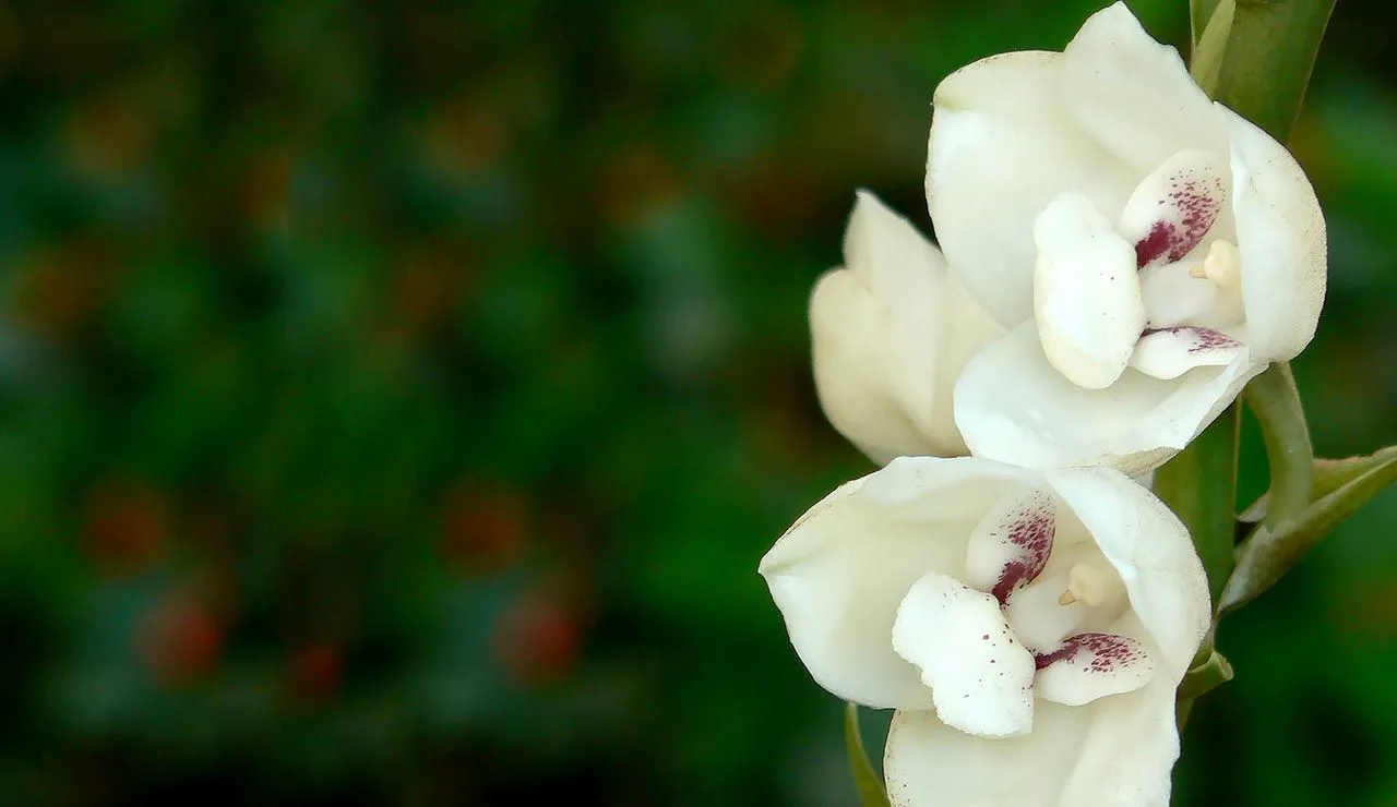 La Flor del Espíritu Santo - El Faro | Canal de Panamá La Flor del Espíritu Santo - El Faro | Canal de Panamá