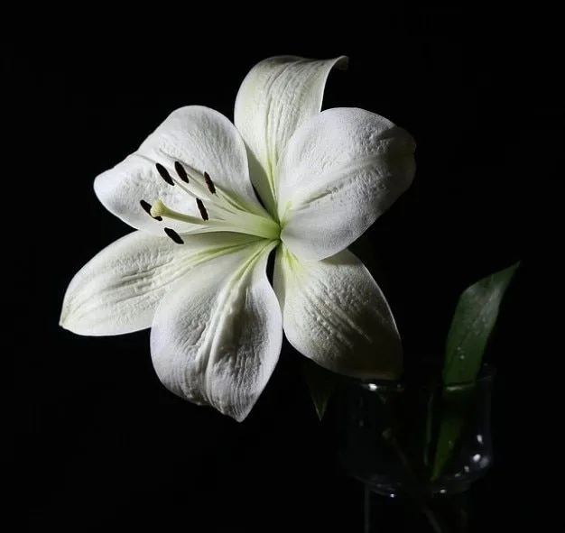 flor flor fragante lirio | Descargar Fotos gratis flor flor fragante lirio | Descargar Fotos gratis