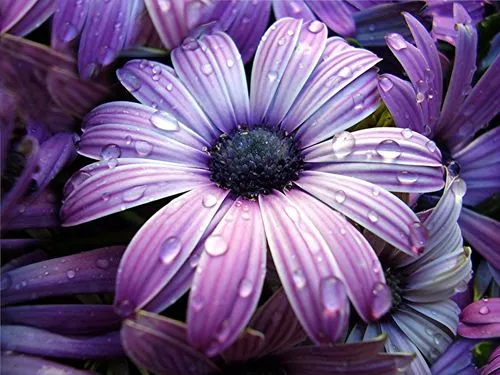 Una Flor de fondo - Fotos FormulaTV