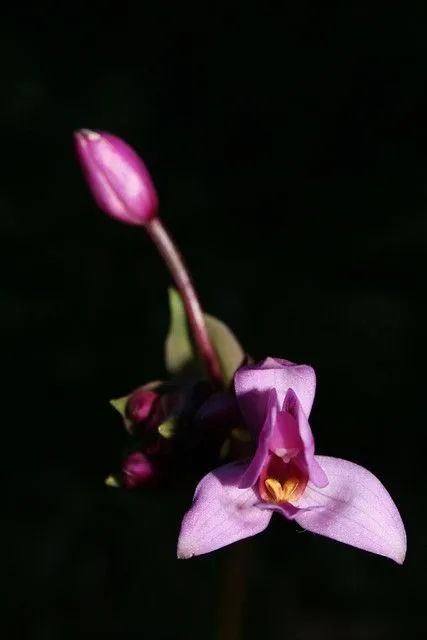 Flor en fondo oscuro | Flickr - Photo Sharing! Flor en fondo oscuro | Flickr - Photo Sharing!