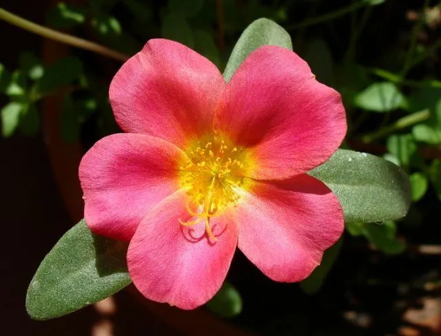 Flor | fotos de Naturaleza