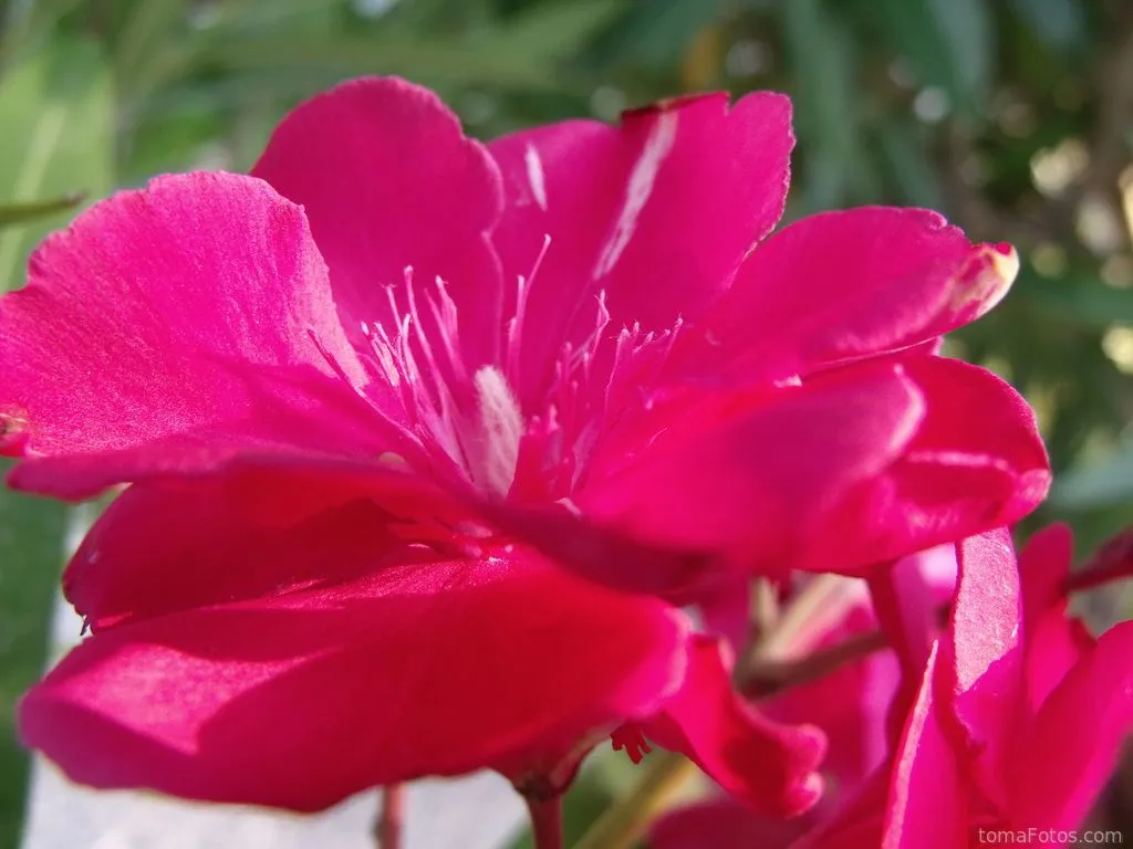 Una flor fucsia de cerca Una flor fucsia de cerca