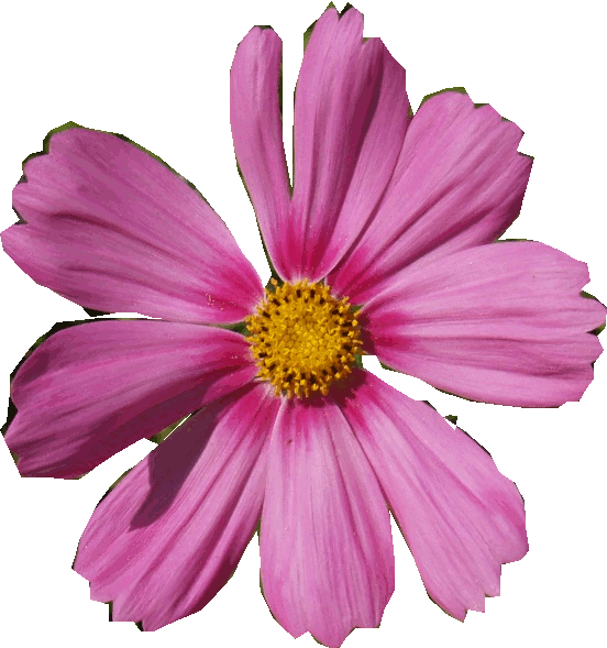 Flor gimp « En mi mundo de Soufilandiia