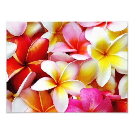 Flor de Hawaii del Frangipani del Plumeria modific Impresión ... Flor de Hawaii del Frangipani del Plumeria modific Impresión ...