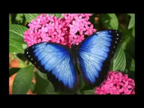 La flor mas hermosa bonita del mundo - YouTube