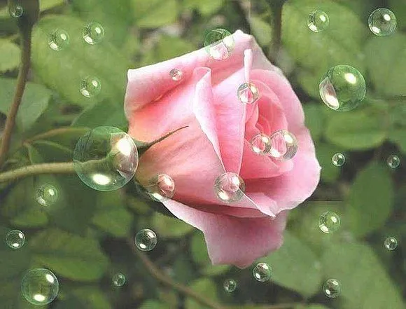 Tu eres la Flor más hermosa - El fotolog de Angeline
