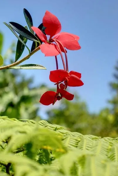 La Flor de Holguín (+ Fotos) | Cubadebate