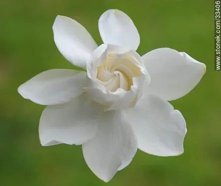 Flor de jazmín del cabo. Gardenia Jasminoides. - Stonek Fotografía ... Flor de jazmín del cabo. Gardenia Jasminoides. - Stonek Fotografía ...
