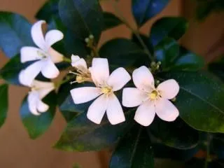 Flor De Jazmin | Fotos y Vectores gratis