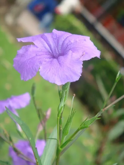 Flor lila - Foro de InfoJardín