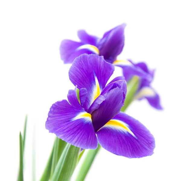 Flor de Lirio morado oscuro hermoso aislado sobre fondo blanco ...