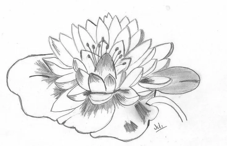 Flor de Loto, dibujo. | Tattoos | Pinterest | Dibujo