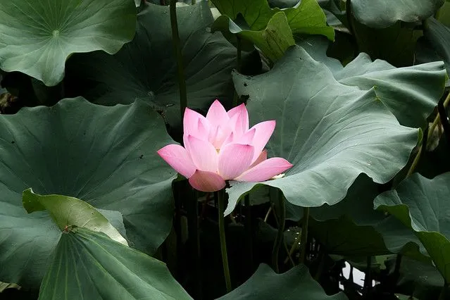 Flor de Loto | Flickr - Photo Sharing!