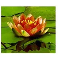 flor de loto, foto hecha en china
