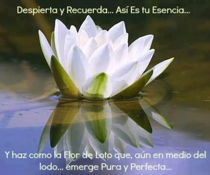 Flor de loto | Frases o Citas | Pinterest