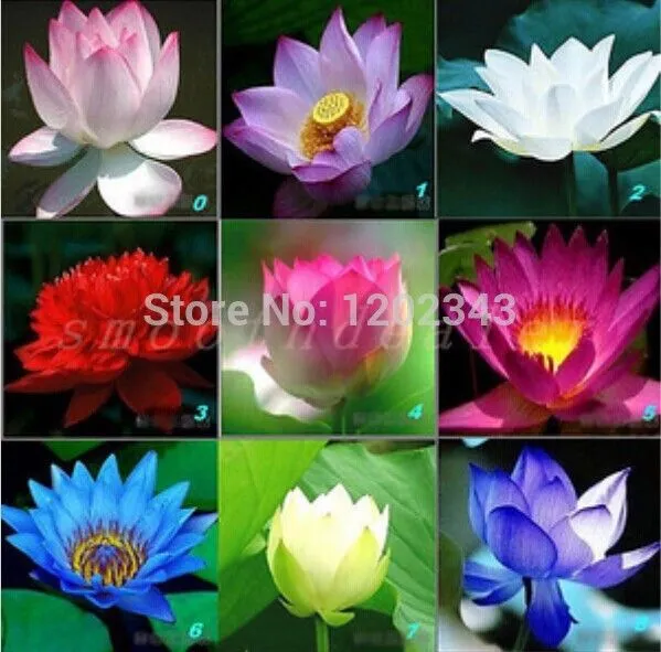 Flor De Loto Origen - Compra lotes baratos de Flor De Loto Origen ... Flor De Loto Origen - Compra lotes baratos de Flor De Loto Origen ...