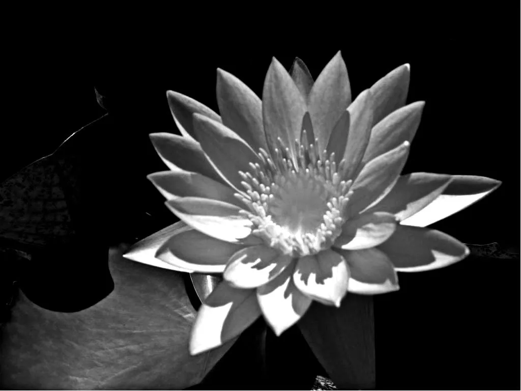 Flor de Loto | ruthracionero7