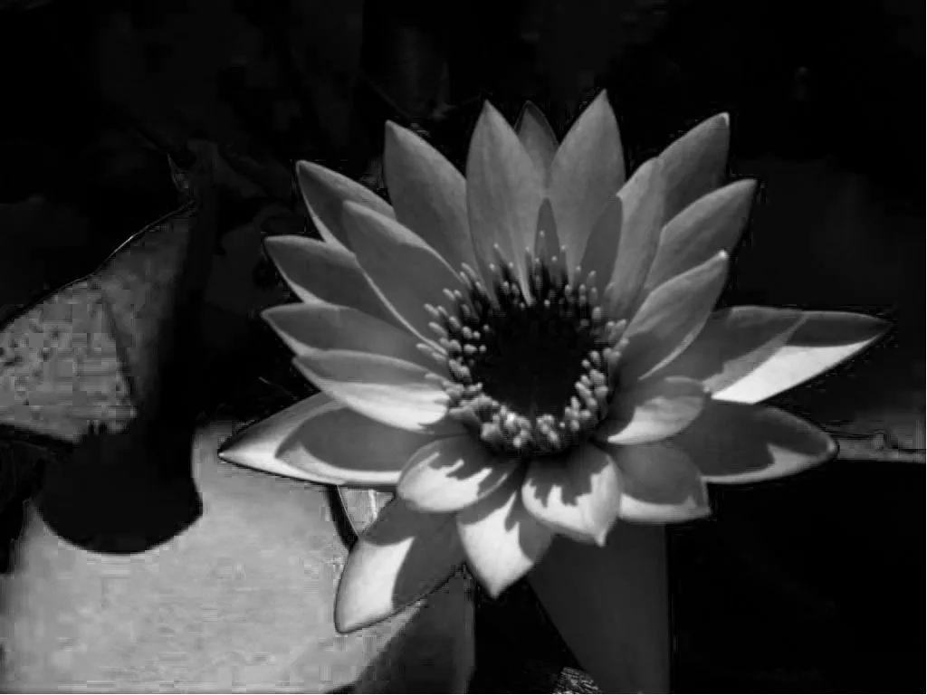 Flor de Loto | ruthracionero7