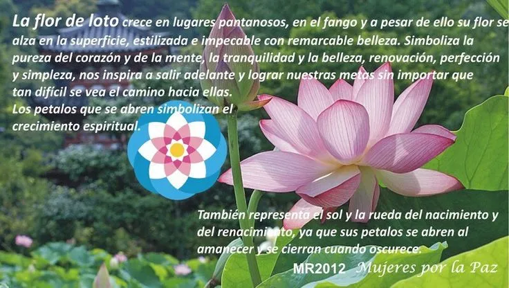 Flor de loto significado | Flor de Loto | Pinterest Flor de loto significado | Flor de Loto | Pinterest